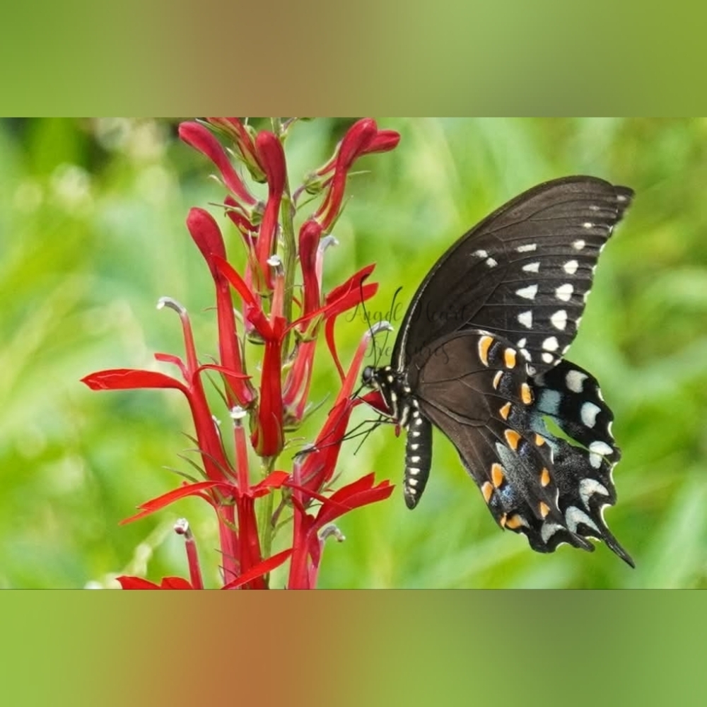 5x7 Original Nature Photography Of Spicebush Swallowtail Butterflies O…